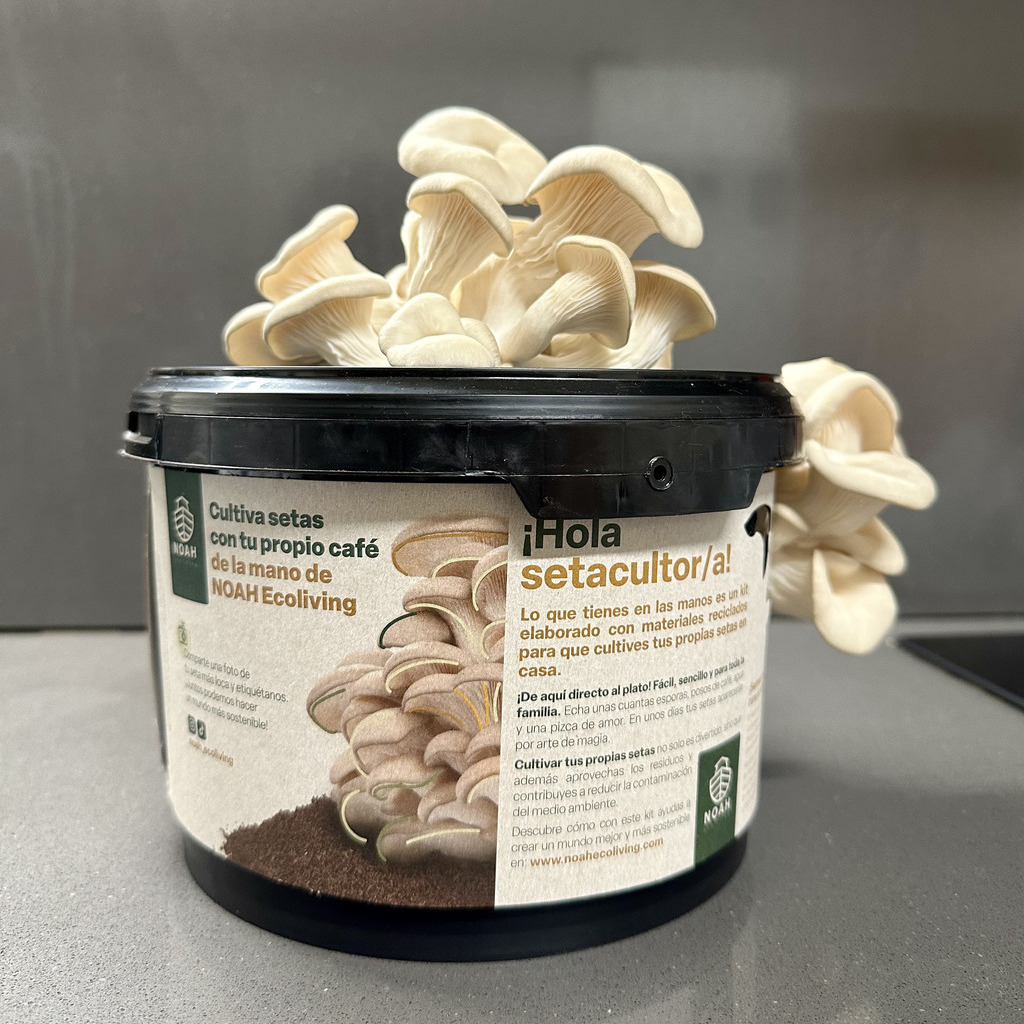 noah-ecoliving-kit-cultivo-setas-sexy-sostenible