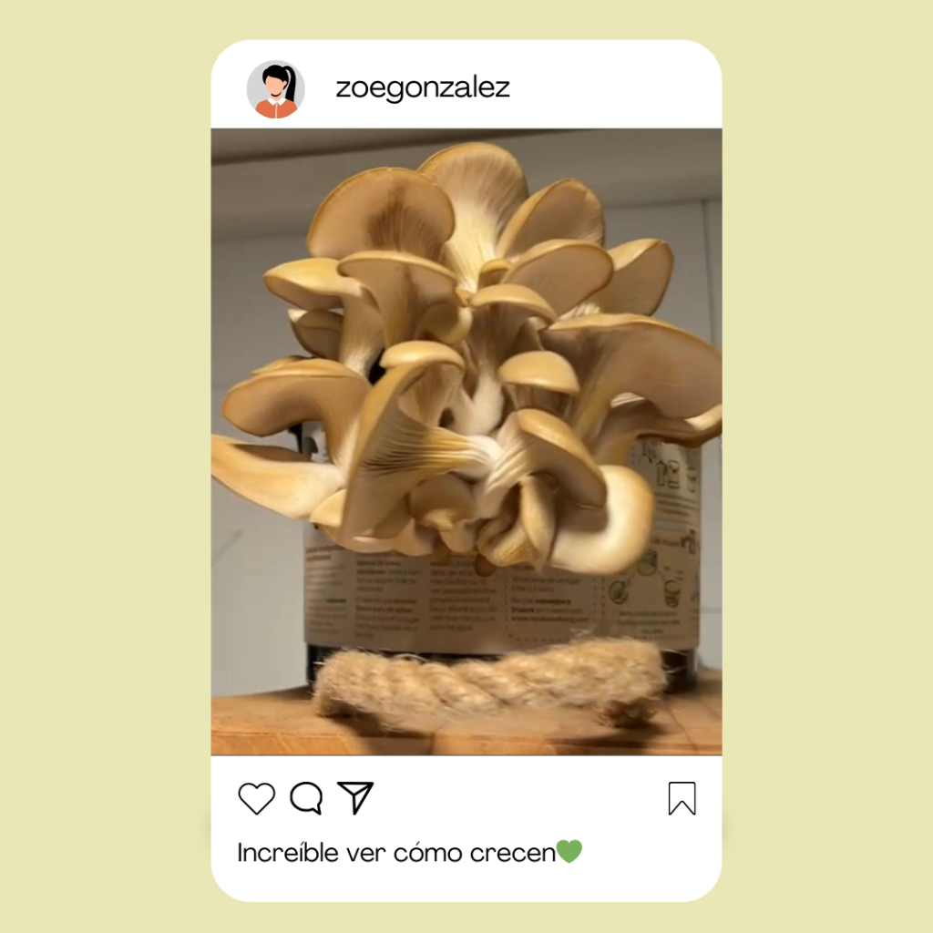 valoraciones-noah-ecoliving